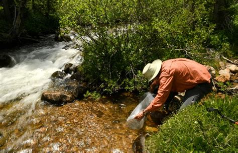 On a fin and a prayer: Hundreds of tiny greenback cutthroat trout transplanted to their native ...