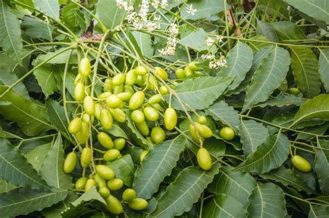 How to Use Neem Oil for Dandruff, Eczema and Hair Growth - hair buddha