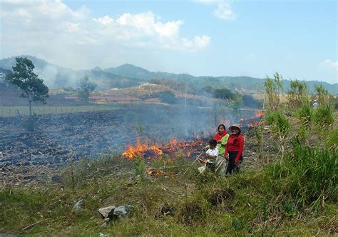 Slash and burn agriculture