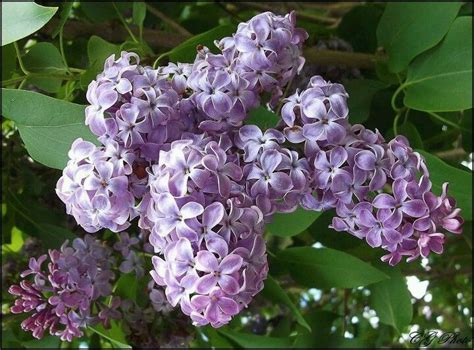 Lilac hedge Hedges, Garden, Flowers, Plants, Lilacs, Bulbs, Lightbulbs, Garten, Lawn And Garden