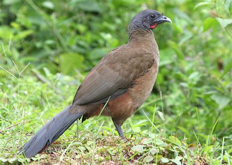 Field Notes: Trinidad & Tobago: Birding & Liming