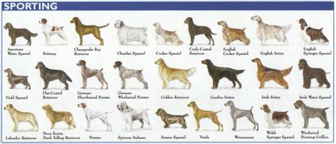 The 7 Dog Breed Groups Explained – American Kennel Club | Akc dog ...