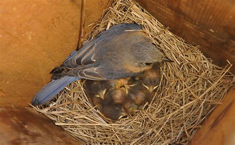 11 Facts About Female Eastern Bluebirds - Avian Report