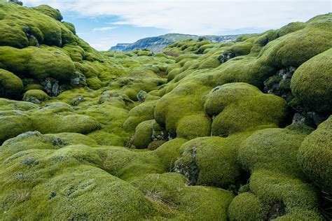 Why You Shouldn't Touch the Moss While Hiking in Iceland