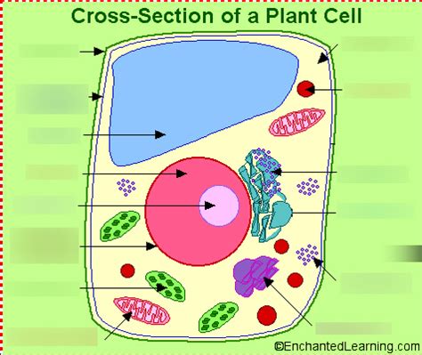 Cells and cell organelles Diagram | Quizlet