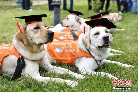 ‘Fresh graduates’ from Seeing-eye dog training base - CGTN