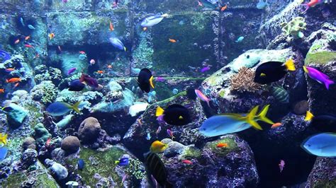 3 HOURS of Beautiful Coral Reef Fish | Relaxing Ocean Fish | Aquarium Fish Tank | Relax Music 魚 ...