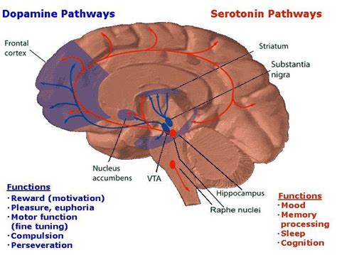 Image result for ventral tegmental area | Serotonina, Neurotransmisores, Anatomia y fisiologia