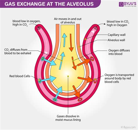 Basic Principles of Gas Exchange - TaylortaroAdams