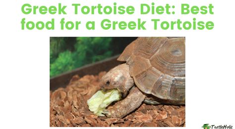 Greek Tortoise Diet: Best food for Greek Tortoises - TurtleHolic