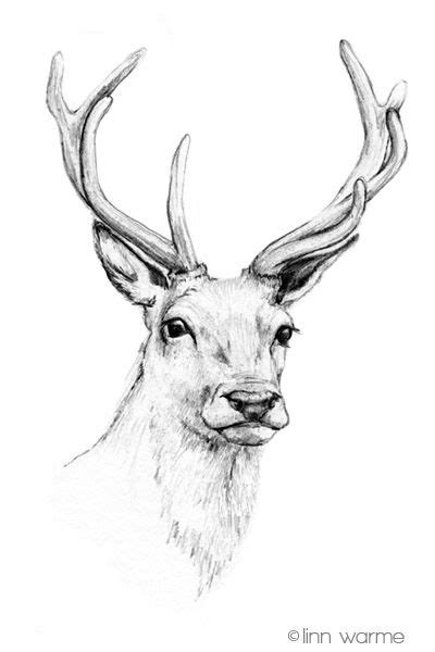 Realistic Reindeer Drawing