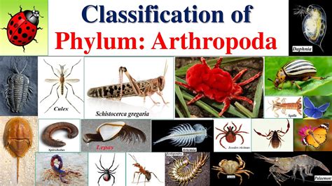 Phylum Arthropoda Classification, Characteristics,, 44% OFF