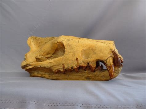 Hyaenodon Skull Replica - SkeletonsAndSkullsSuperstore