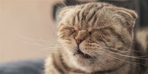 What to Do If Your Cat Is Sneezing Blood - Cats.com