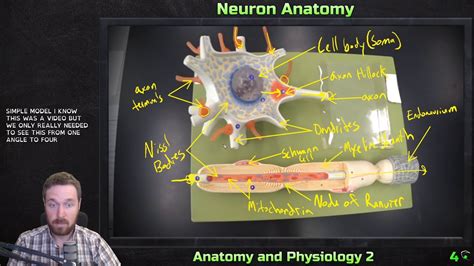 Neuron Model Labeled