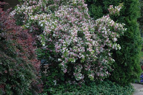 Weigela florida | Landscape Plants | Oregon State University