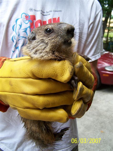 groundhog baby2 — All Creatures Wildlife Services