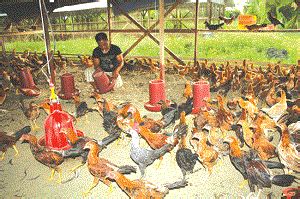 Ternak Ayam Organik Bisnis Menggiurkan