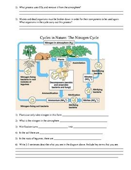 Worksheet Nutrient Cycles by ChemistryCat | Teachers Pay Teachers