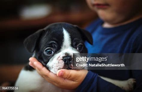 Puppy Resting His Chin In A Young Boys Hand High-Res Stock Photo - Getty Images