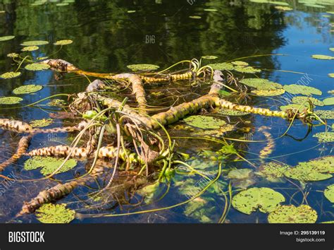 Water Lily Roots Image & Photo (Free Trial) | Bigstock