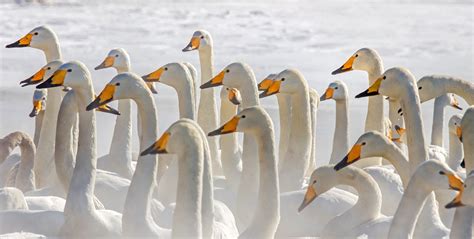 Whooper Swans at Lake Kussharo in Japan 2024-2025 - Rove.me