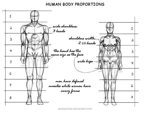 human_body_proportions__male_and_female__by_ametystical-d609pik | Anatomy | Pinterest | Human ...