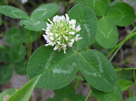 Trifolium repens L. | Plants of the World Online | Kew Science