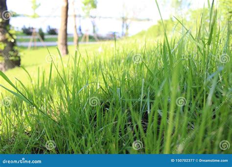 Green Grass Close Up. Sunshine Spring And Summer Day Background. Stock ...