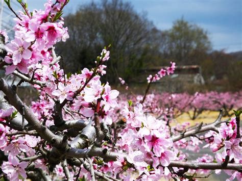 Ume Festival (in Aodani, Kyoto) - Find Your Japan