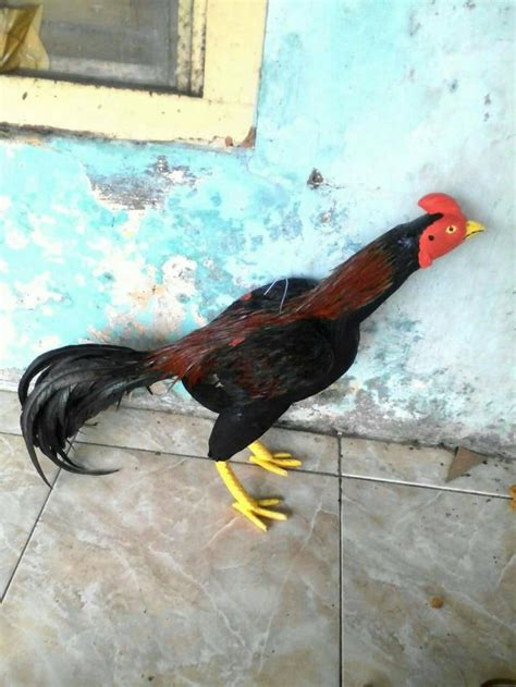 Download Gambar Ayam Jago Aduan - Koleksi Gambar HD