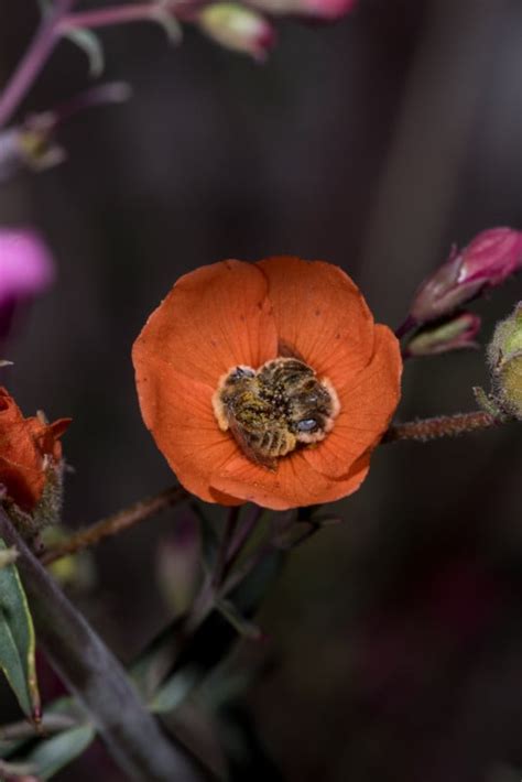 Photos of Bees Sleeping in a Flower | PetaPixel