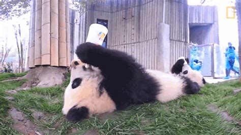 Drinking Milk 360baby Pandas GIF - Drinking Milk 360Baby Pandas Hungry ...