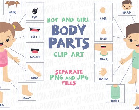 Boy and Girl Body Parts Clip Art Visual Scheme Illustration | Etsy