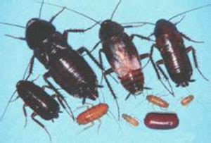 Oriental Cockroach - Facts, Identification & Control