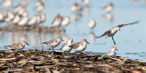 An Introduction to Migratory Shorebirds