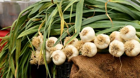 How to Care for Garlic Plants - Seeds for Generations