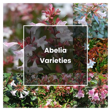 How to Grow Abelia Varieties - Plant Care & Tips | NorwichGardener