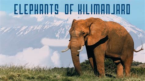 Elephants of Kilimanjaro | Apple TV (CA)