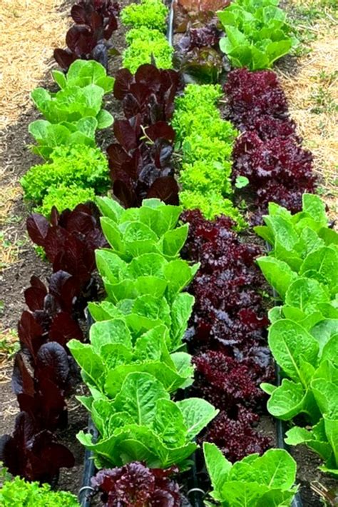 Types Of Lettuce To Grow In Garden | Fasci Garden