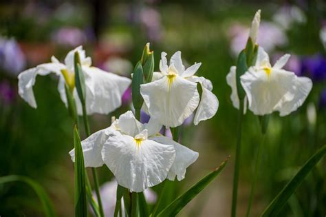 How to Grow and Care for Japanese Iris