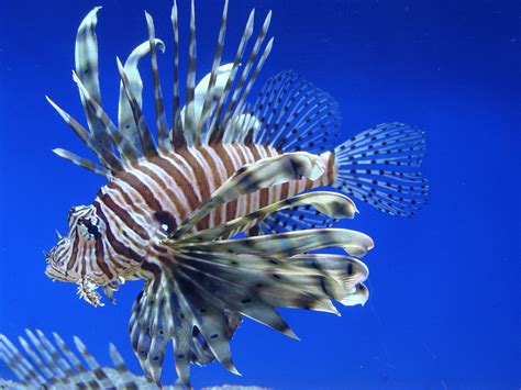 File:Pterois volitans.001 - Aquarium Finisterrae.JPG - Wikimedia Commons