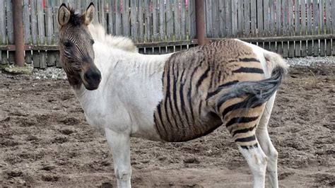 A Zorse Is a Horse, of Course, But It's Also a Zebra | Zorse, Horses ...