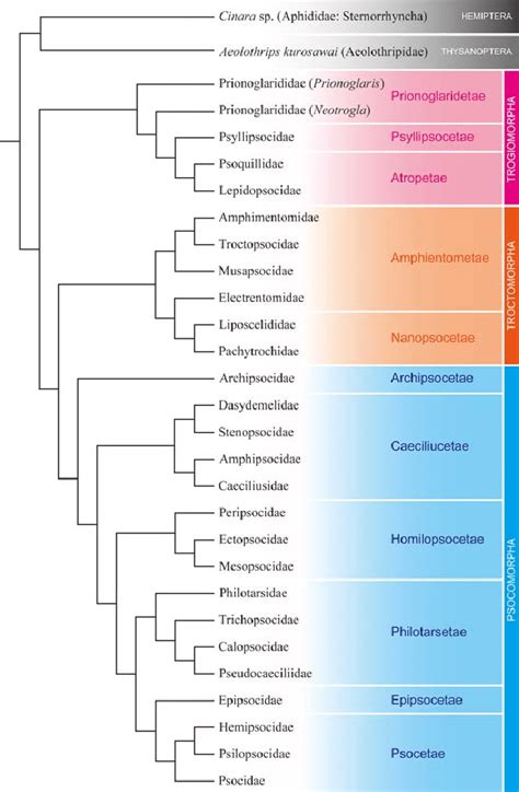 Phylogeny of "Psocoptera" and relatives adopted in this study. This ...