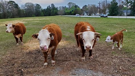 Moo Cow Farms – Free Range Cow Cuddling. An Utterly Good Time!