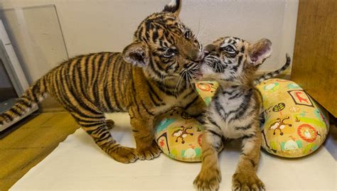 Tiger, Tiger | San Diego Zoo Wildlife Explorers