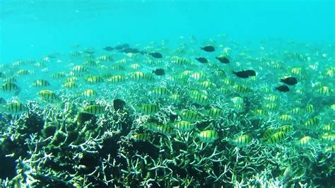 SNORKELING MAURITIUS - BLUE BAY MARINE PARK - YouTube