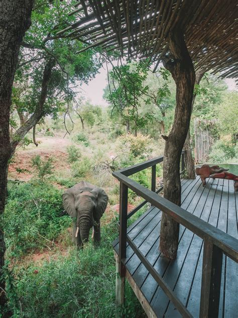 The 10 Best Safari Lodges in South Africa - World of Wanderlust