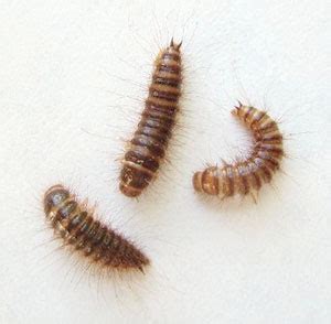 House Centipede Larva