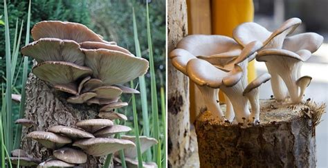 How To Grow Oyster Mushrooms At Home?